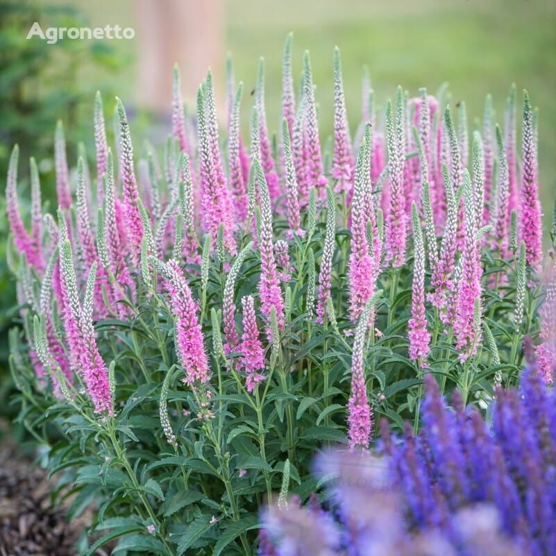 Speedwell 'Anniversary Rose' Veronica spicata