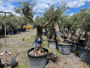 Olivenbaum (Winterhart) fruktträdsplanta