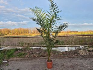 Canarische Dadelpalm - Phoenix Canariensis - hoogte ca. 250 cm prydnadsbuske